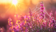 Morning Dew Clings To The Delicate Lavender Flowers, Sparkling Under The Warm, Golden Sunrise