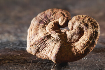 Sticker - Dried Reishi Mushroom, traditional herbal medicine