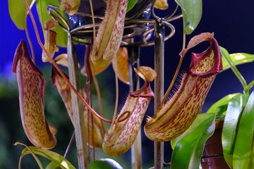 Canvas Print - Nepenthes 'Mohito' is an extremely beautiful, insectivorous plant. It looks very exotic.