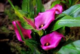Fototapeta Miasto - Beautiful exotic flowers of Kalla Chianti  in botanical garden