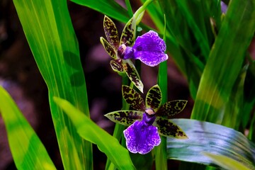 Canvas Print - Beautiful exotic flowers of Zygopetalum orchids in botanical garden