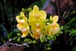 Beautiful exotic flowers yellow phalaenopsis orchids in botanical garden.