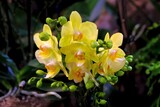 Fototapeta  - Beautiful exotic flowers yellow phalaenopsis orchids in botanical garden.