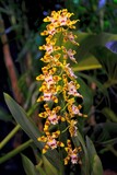 Fototapeta  - Beautiful exotic flowers of Oncidium in botanical garden