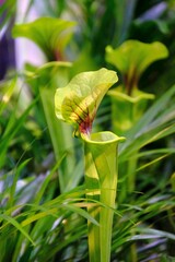 Wall Mural - Beautiful exotic plants of Sarracenia flava x oreophila in botanical garden. It is insectivorous plant. 