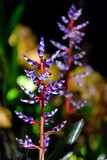 Fototapeta  - Beautiful exotic flowers of aechmea Blue Rain in botanical garden