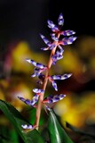 Fototapeta  - Beautiful exotic flowers of aechmea Blue Rain in botanical garden