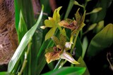 Fototapeta  - Beautiful exotic flowers of orchid stanhopea hernandezii in botanical garden