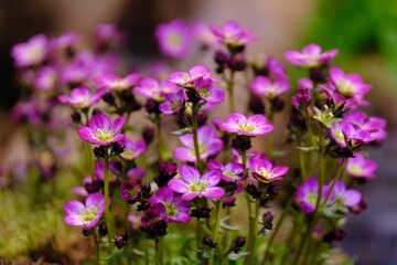 Sticker - Beautiful exotic flowers of Saxifraga  arendsi in botanical garden