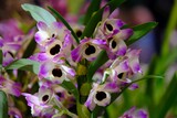 Fototapeta  - Close up of beautiful exotic flowers of orchid Dendrobium nobile 'Sunny Eyes' in botanical garden