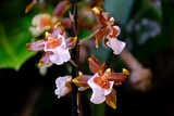 Fototapeta  - Close up of beautiful exotic flowers of Ondicioda Copper Scarab 'Brass Bretheren'