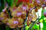 Fototapeta  - Beautiful exotic flowers orange phalaenopsis orchids in botanical garden.