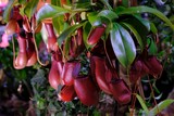 Fototapeta  - Nepenthes 'Diana' is an extremely beautiful, insectivorous plant. It looks very exotic.
