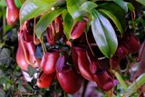 Fototapeta  - Nepenthes 'Diana' is an extremely beautiful, insectivorous plant. It looks very exotic.