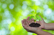 Growing tree in human hand on green background. Saving environment. Renewable resources to reduce pollution. ESG concept for environmental, social sustainable business company governance and finance.