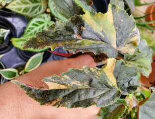 Wall Mural - Beautiful variegated leaves of Begonia Ginny Galaxy