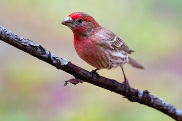 Wall Mural - Purple Finch Perched