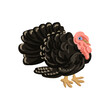 vector drawing turkey bird isolated at white background, hand drawn illustration