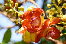 Orange Cannonball Tree Flower Blooming In Summer Season