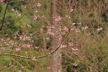 Wall Mural - Phaya suae flower or sakura flower in Thailand