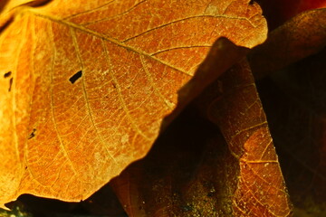 autumn leaf on the ground