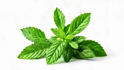 Canvas Print -  Fresh mint leaves ready to add zest to your culinary creations