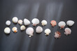 Simple Shells composition on dark background. Summer and ocean concept background. 