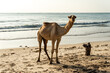 camel is walking on tunisian beach