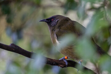 Wall Mural - Bellbird in a Tree