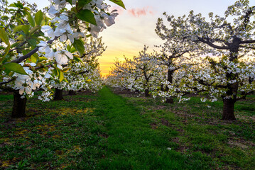 Wall Mural - Beautiful spring sunset in cherry trees orchard