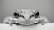   A monochrome image of a frog's visage with expansive, circular, black and white eyes