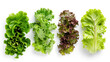 Top view of fresh lettuce varieties isolated on a white background, showcasing an array of lush green leaves from crisp romaine to delicate butterhead. This image highlights the freshness and vibrant 