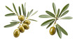 olive branch with olives isolated on transparent background