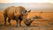 Magnificent Rhinoceros Grazing Peacefully in the Vast African Savannah Landscape