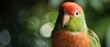 (Selective focus) A beautiful and colored Fischer's Lovebird is looking at camera with curiosity. The Fischer's lovebird is a small parrot species and is the most widely traded bird in the world.