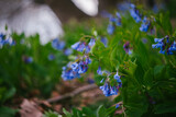 Fototapeta  - The Growing and Blooming Bluebell Wildflower