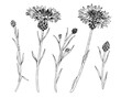 Cornflower Set Vector outline illustration. Hand drawn clipart of medicinal flowers and herbs. Black line art of officinalis knapweeds. Drawing on isolated white background. For monochrome prints
