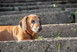 brown old dachshund dog sitting on the stairs and enjoying the hot weather of a hot summer in the city