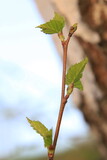 Fototapeta Sawanna - leaves on a branch