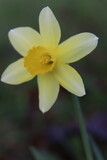Fototapeta Sawanna - yellow flower in the wind
