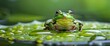 Frog's Perspective A Close-up View of a Frog Amidst a Lily Pad Generative AI