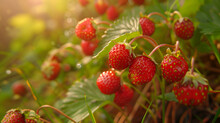 Summer Pattern Of Fresh Red Strawberry With Leave,sBucket Of Freshly Picked Strawberries In Summer Garden.,heap Red Strawberries, Tasty Green Background