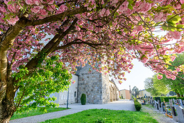 Wall Mural - blooming cherr tree in front of church of lorch in enns, upper austria