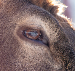 Wall Mural - Close-up of a deer's eye. Macro