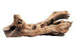 Polished Driftwood Resembling Tree Trunk
