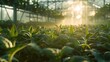Warm sunlight cascades through the greenhouses film  invigorating rows of plants with life  showcasing sustainable growth