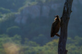 Fototapeta Sawanna - Hooded vulture standing on dead tree in backlit in Kruger National park, South Africa ; Specie family Necrosyrtes monachus of Accipitridae