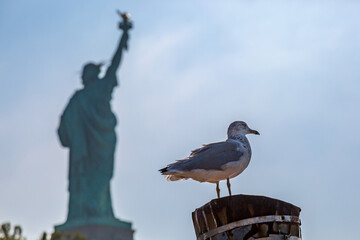 Wall Mural - A close up of a seagull perched on a post on Liberty Island New York, with the statue of Liberty defocosed behind