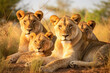 Majestic Pride of Lions Resting at Sunset