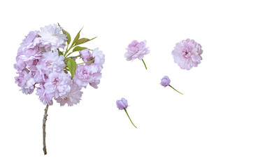 Wall Mural - set collection of sakura flowers different options. Isolate on transparent. PNG format. Isolate on white.